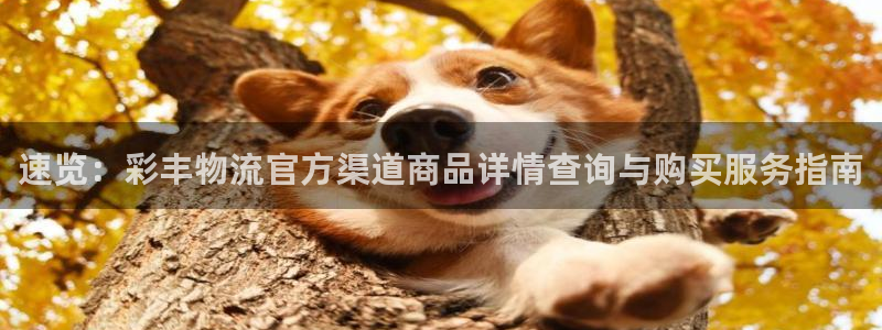超凡国际能赢钱吗：速览：彩丰物流官方